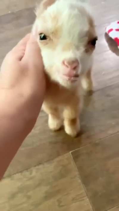 Baby Goat