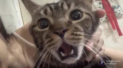 Cat&rsquo;s reaction to getting a kiss