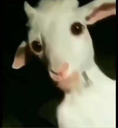 cursed_goat