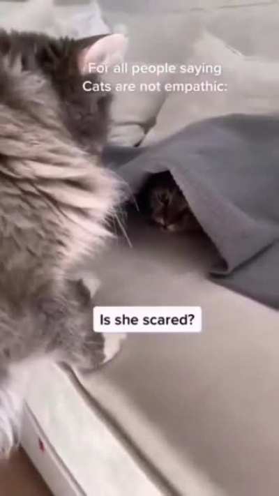 What a lovely cat :-)