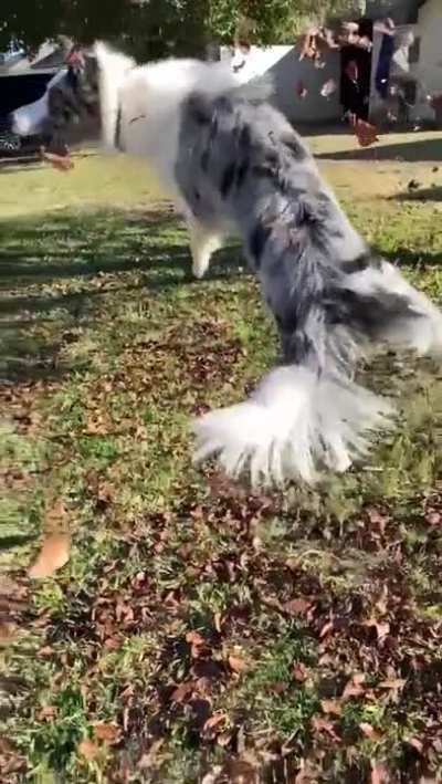 Can&rsquo;t beleaf this landing.