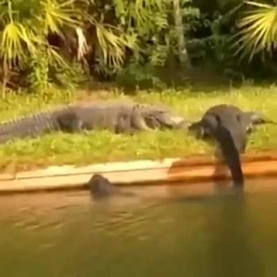 Round 2 of 3 croco friends. Here's we learn why the 2 crocos previously didn't let him eat the fish back in the first video.