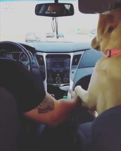 "Sorry I crashed officer but the dog insisted on holding my hand"