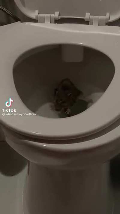 New York where rats swim up and out from your toilets.