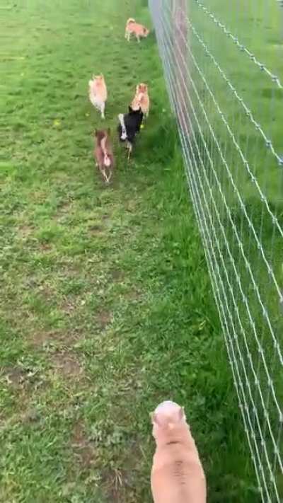 My favourite pastime is herding chihuahuas.