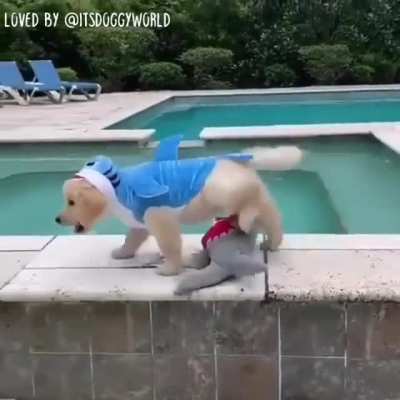 Be aware of puppy shark