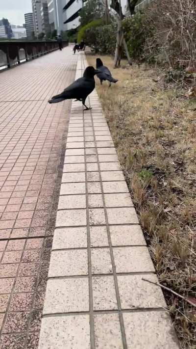 Lunch crowbro