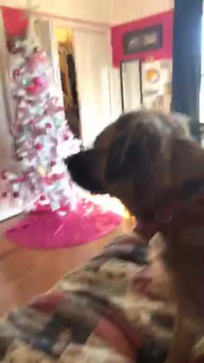 Don&rsquo;t blow on the dog!