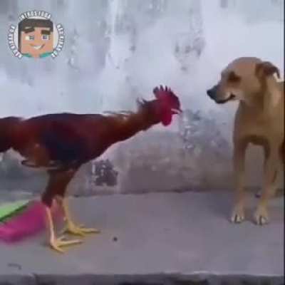 Rinha de raças