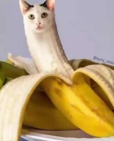 Nutritional wunk