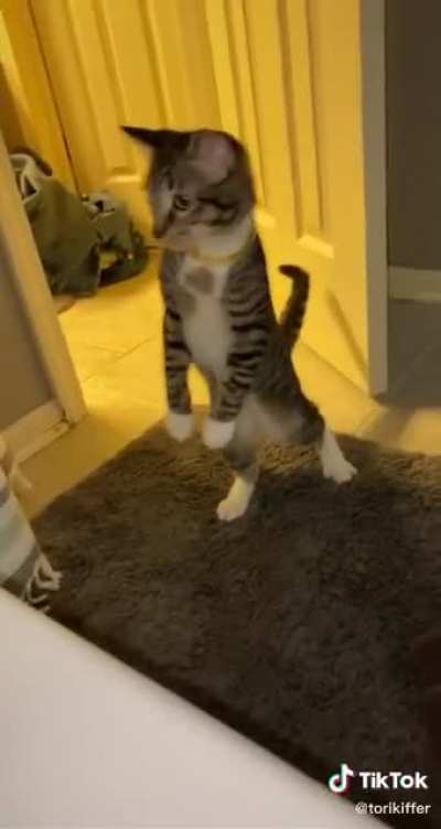 It&rsquo;s all fun until the cat squares up