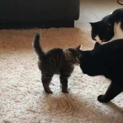 A foster kitten first meeting with big cats