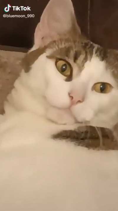 Mr Steal Your Girl