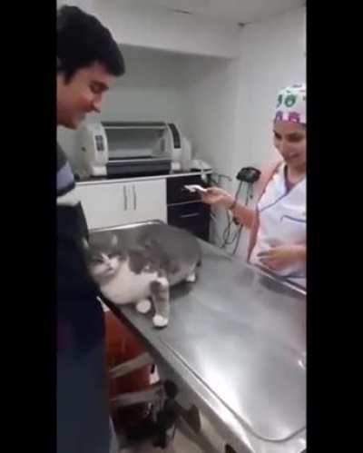 Please, they're such a good kitty
