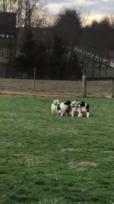 Dogs that stick together, stick together