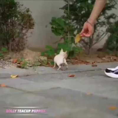 Tiny TeaCup Puppy!!