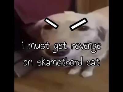 butter dog vs skametbord cat