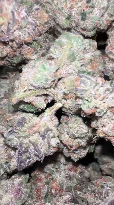 GMO (ChemDawg x GirlS<wbr>coutC<wbr>ooks)
