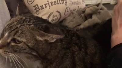 (Volume up). Meet Rose, making her debut on Reddit. Her purr motor could power a tractor. Casper makes a cameo, she can&rsquo;t resist Rose&rsquo;s purr.