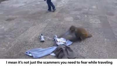 The monkey does it all like pro!