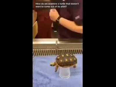 stompin turts