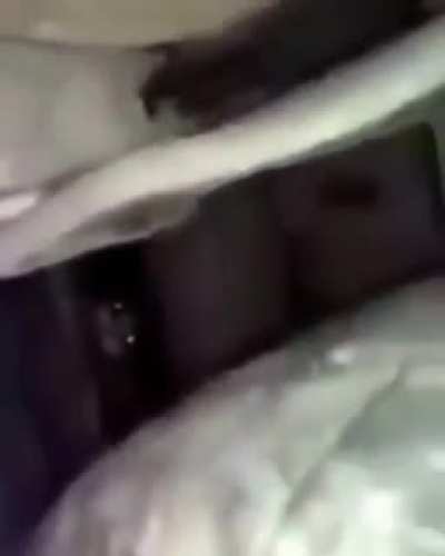 LA KEDİİİ &Ccedil;IK LAN DIŞARI