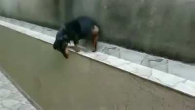 reverse dachshund