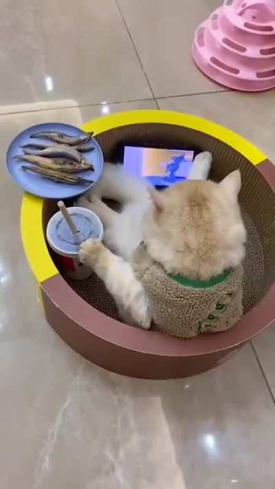 Отдых после тяжёлого дня...