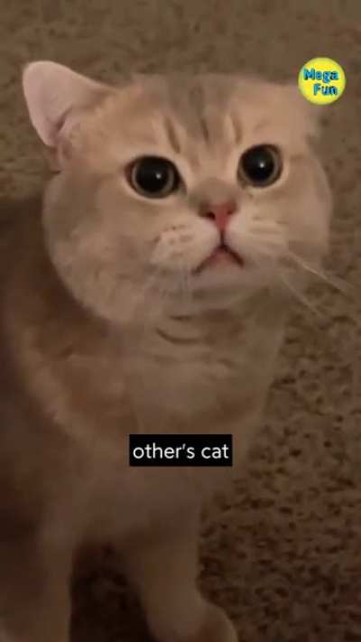 Cat Comparison
