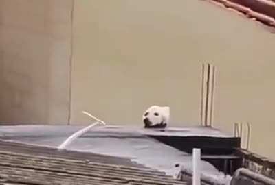 Catmouflage