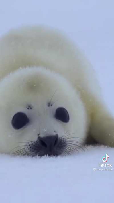 This baby seal