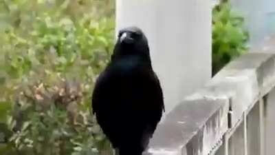 Cat waking Crow