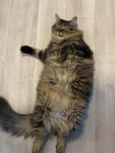 &ldquo;You just don&rsquo;t understand how hard being a cat is&rdquo;