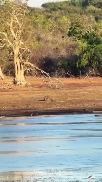 Impala's lucky day