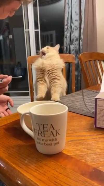 Cat tries some ice-cream