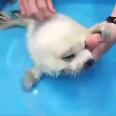 Orphaned seal pup. Cutest thing I've ever seen