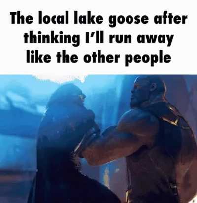 goos
