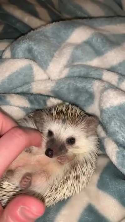 Morning belly rubs