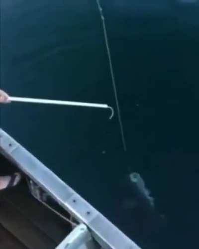 Carioca pescando