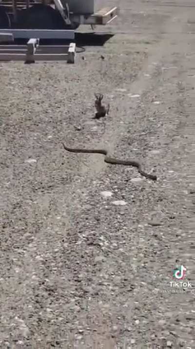 That&rsquo;s the most foul, cruel and bad tempered rodent you ever set eyes on.