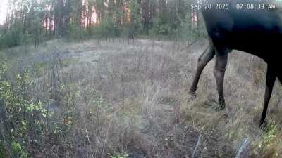 He&rsquo;s back! He returns every September.  Turn up your volume to hear him grunt in the 2nd clip.
