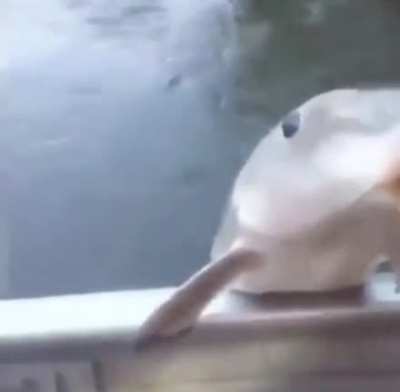 He