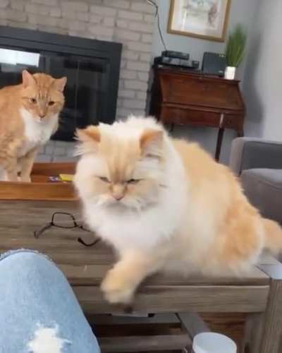 &ldquo;Hey hooman&hellip;..time for food again!!!&rdquo;