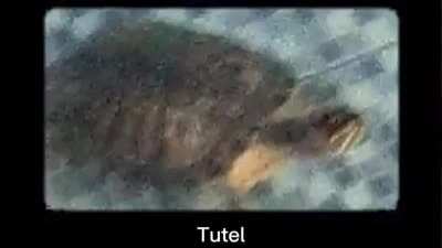 Tutel