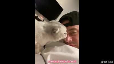 Cat screams are the best