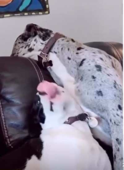 Imma nibble on your collar