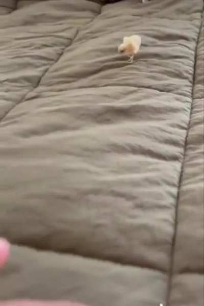 pOCkET chickEN