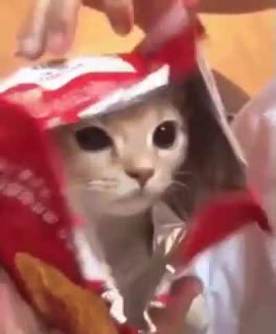 Woman packages cat to sell it as a snack