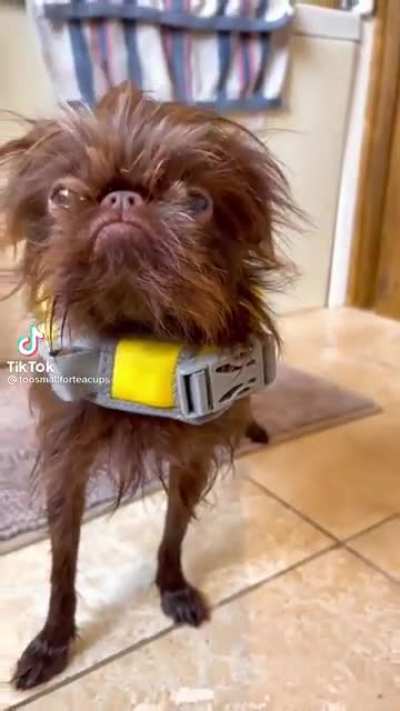 This has to be the derpiest dog on earth