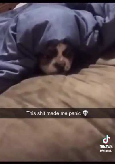 When You Notice Your Dog Acting, "Weird."